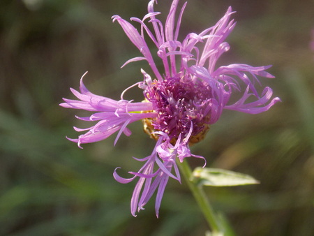 pink flowerの写真素材