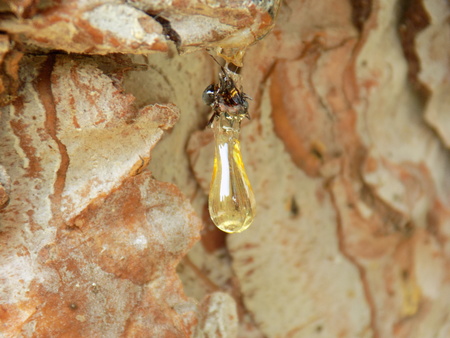 Tree sapの写真素材