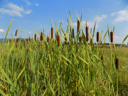 Bamboosの写真素材