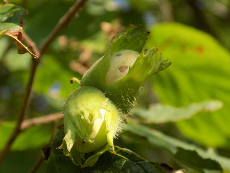 Hazelnut on treeの写真素材