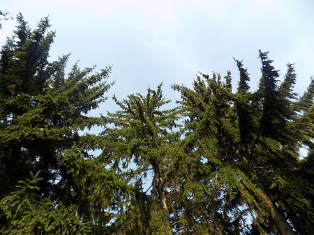 Coniferous trees and skyの写真素材