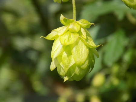Hops