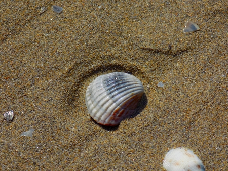 Shell on sandy beach