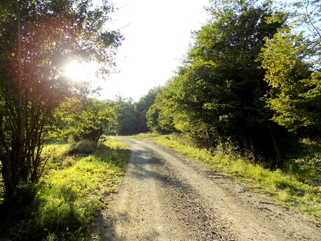 Road in deciduous forest