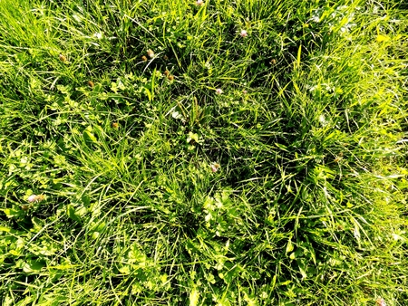 Meadow texture