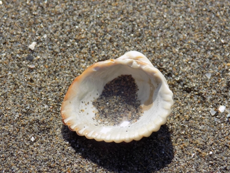 Shell on sandy beach