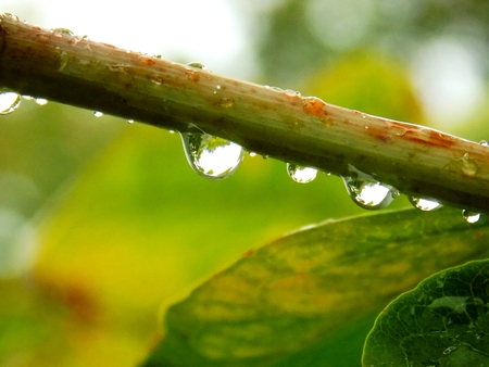 Drops after rain on plant stemの写真素材
