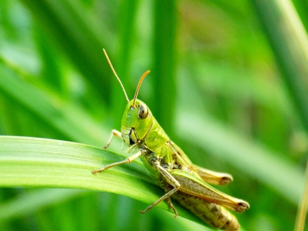 Grasshopper on grass blade