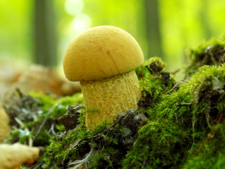 Mushroom Leccinum griseum in deciduous forestの写真素材