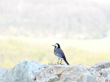 Bird on rockの写真素材