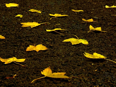 Fallen yellow leaves during autumnの写真素材