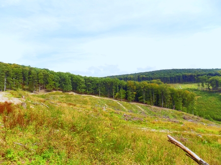 Deciduous forest landscapeの写真素材