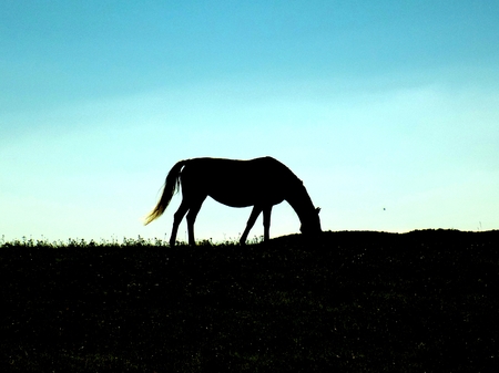 Horse grazing on meadow silhouetteの写真素材