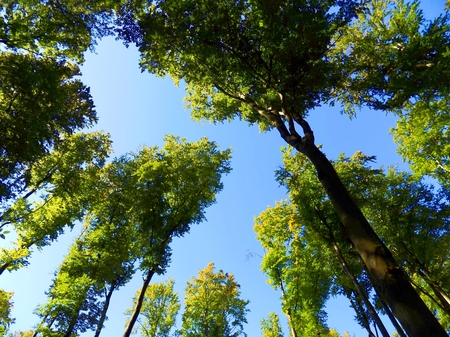 High deciduous trees in deciduous forest and blue sky