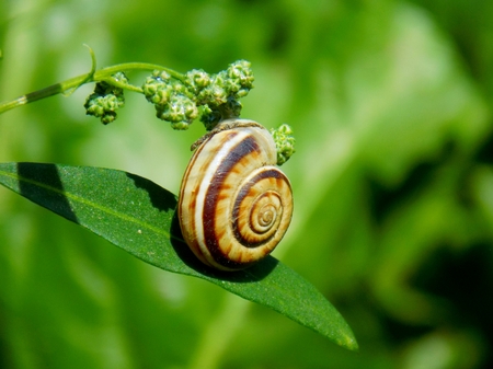 Snail conch on plant leaf on meadow in wild natureの写真素材