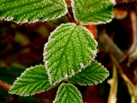 Frost on leaf on deciduous tree during winter