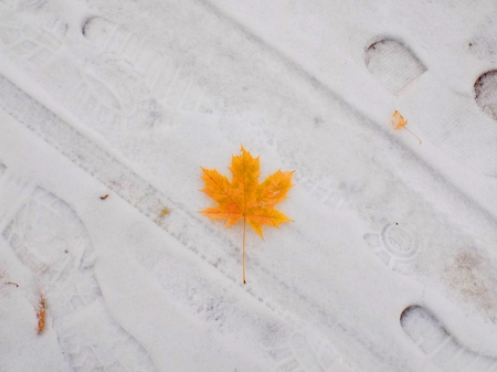 Yellow leaf on snowy path in deciduous forest during autumn and winter