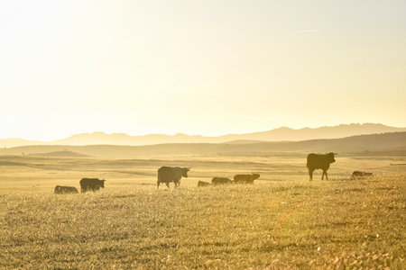 Cows at dawn, in the Berrocal of Trujillo. A golden landscape with sensations of animal lamentの写真素材