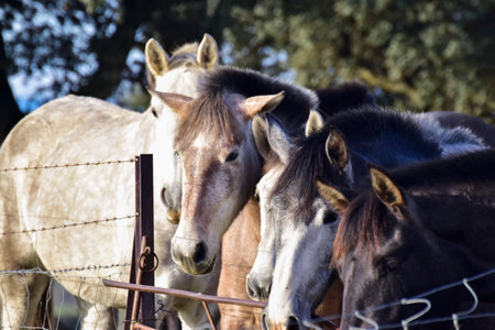 Between horses. A herd of horses watching attentively from the other side of the wire fence, in Berrocal Trujillo, in CÃ¡ceresの写真素材