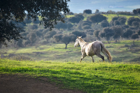 At a gallop. A horse galloping alone through the fields of Berrocal trujillo, in Caceresの写真素材