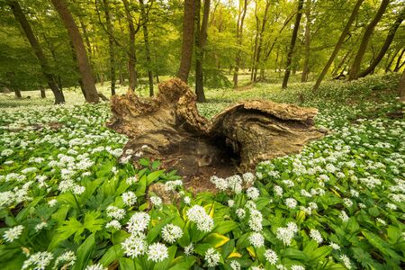 Dead wood surrounded by spring flowers all around the forest