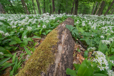Blooming bear garlic in the spring forest and an old tree trunk overgrown with mushrooms lies on the...