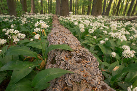 Blooming bear garlic in the spring forest and an old tree trunk overgrown with mushrooms lies on the ground.の写真素材