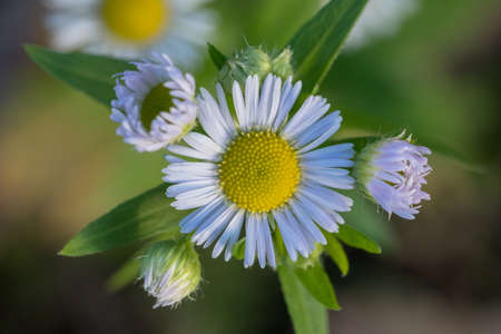 White wild flower on a meadow with defocused background
