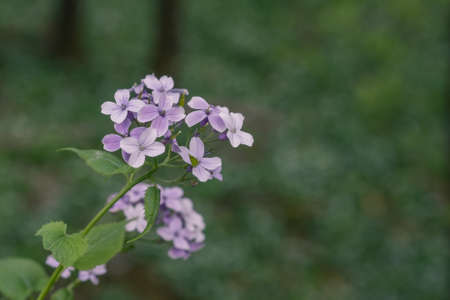 purple flower in the wild in the forest with blurred background.の写真素材