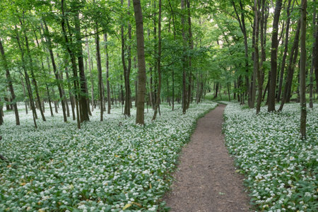 A fairytale path, a hiking trail leads through the spring forest through blooming bear garlic.