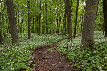 A fairytale path, a hiking trail leads through the spring forest through blooming bear garlic.の写真素材