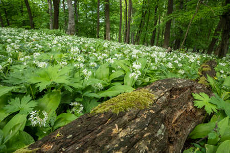 Blooming bear garlic in the spring forest and an old tree trunk lies on the ground.
