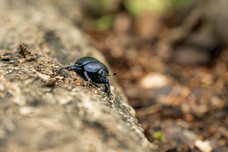 A small black beetle (Geotrupes stercorarius) walks on wood in its natural habitat
