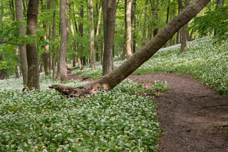 A fairytale path, a hiking trail leads through the spring forest through blooming bear garlic.