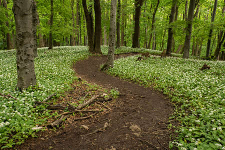 A fairytale path, a hiking trail leads through the spring forest through blooming bear garlic.の写真素材