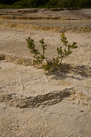A small green tree grows on travertine cascading lakes on a sunny day.