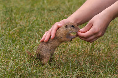 The rodent Spermophilus citellus takes food from its handの写真素材