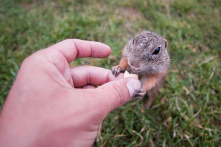 The rodent Spermophilus citellus takes food from its hand