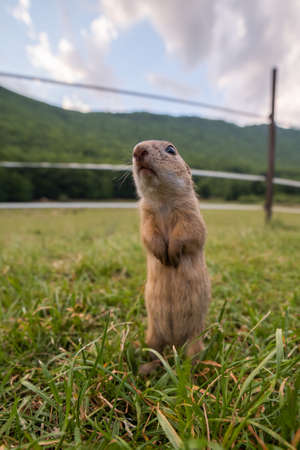 Rodent Spermophilus citellus on a meadow with grass and in its environment