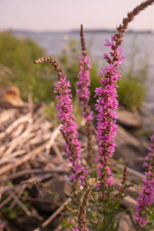 Purple flowers grow and bloom by the water on a sunny day.