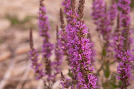 Blooming pink flowers tall, detail with deep field