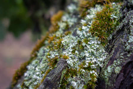 flowering lichen and moss grow together on the bark of the vine, close-upの写真素材