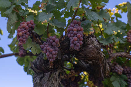 Beautiful healthy bunch of grapes, autumn harvest of vines.