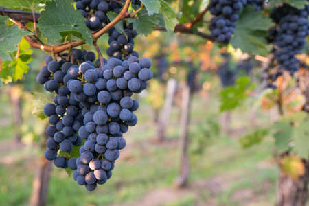 Beautiful healthy bunch of grapes, autumn harvest of vines.の写真素材