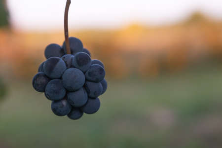 Beautiful healthy bunch of grapes, autumn harvest of vines.の写真素材