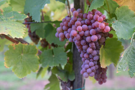 Beautiful healthy bunch of grapes, autumn harvest of vines.の写真素材