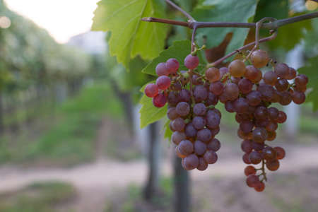 Beautiful healthy bunch of grapes, autumn harvest of vines.の写真素材