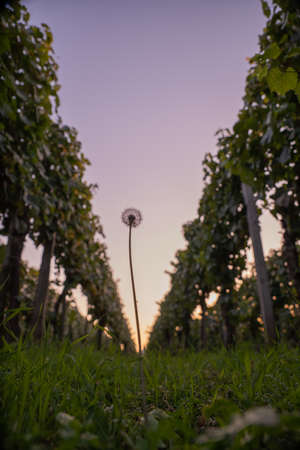 In the autumn, the dandelion grows in the vineyard in the evening light.の写真素材