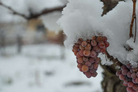 snowy trapped white grapes in the vineyard in winterの写真素材