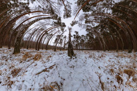 Ultra wide winter panorama in birch and pine forest with a dominant tree